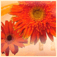 Chrysanthemum Day