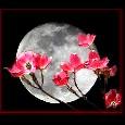 Full Moon (Flower Moon)