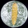 Corn Moon
