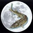 August Full Moon