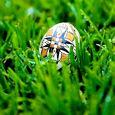 Orthodox Easter Monday