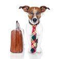 Take Your Dog to Work Day