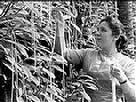 Spaghetti Crops